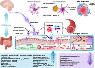 The contribution of gut-brain axis to development of neurological symptoms in COVID-19 recovered patients: A hypothesis and review of literature